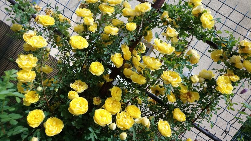  - Persian yellow