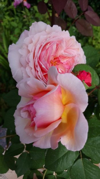  - A Shropshire Lad