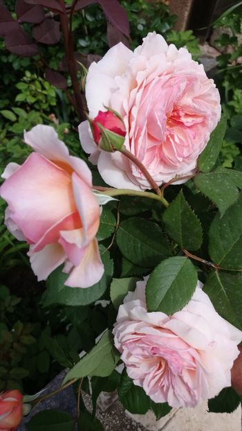  - A Shropshire Lad