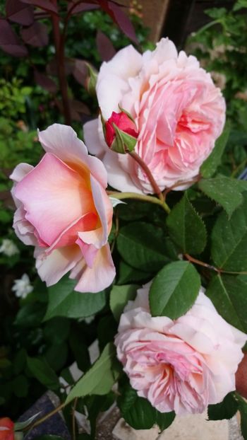  - A Shropshire Lad