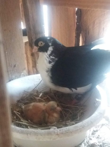 received_684622711971912 - -Pui 2019