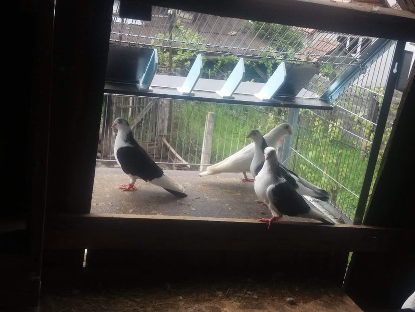 received_367744447212844 - -Matca 2019 jucatori de galati