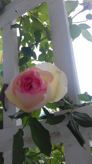 20190524_130223(0) - Eden Rose 2019