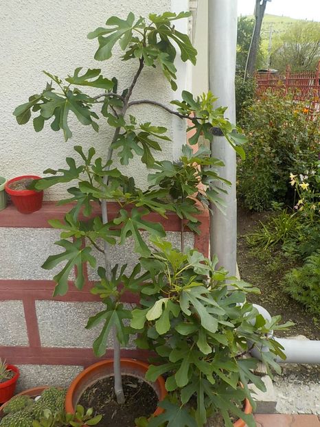 - smochini in ghiveci