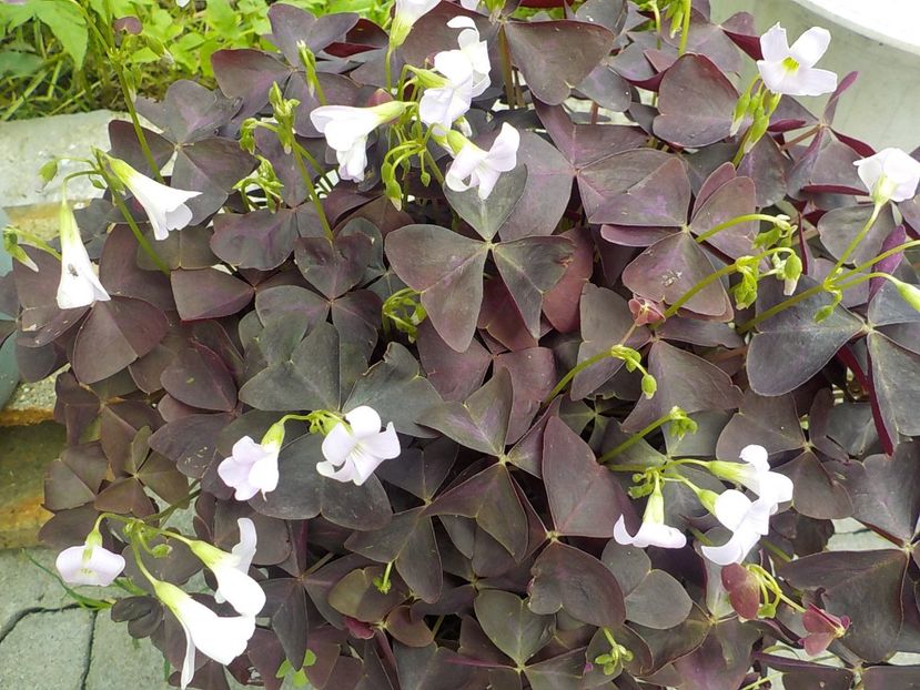  - oxalis triangularis