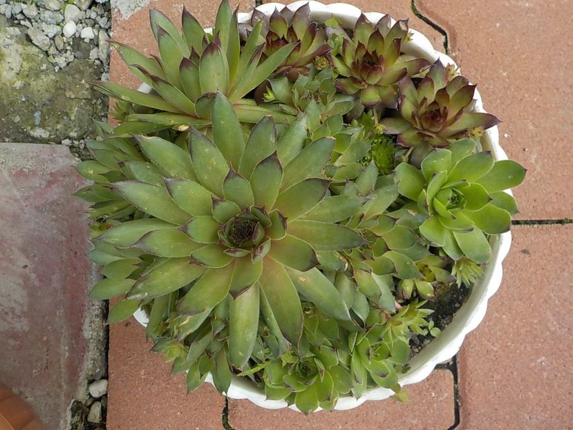  - Genul Sempervivum