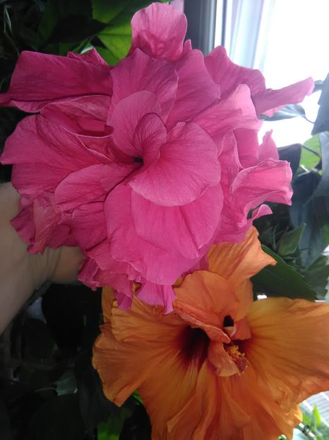  - Hibiscus 2015-2024