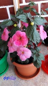 2017 - 02 Povestea Arletei Pink