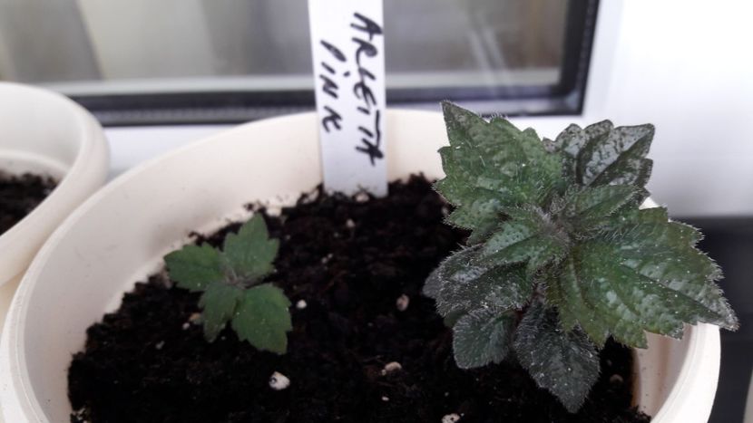 2019 - 02 Povestea Arletei Pink