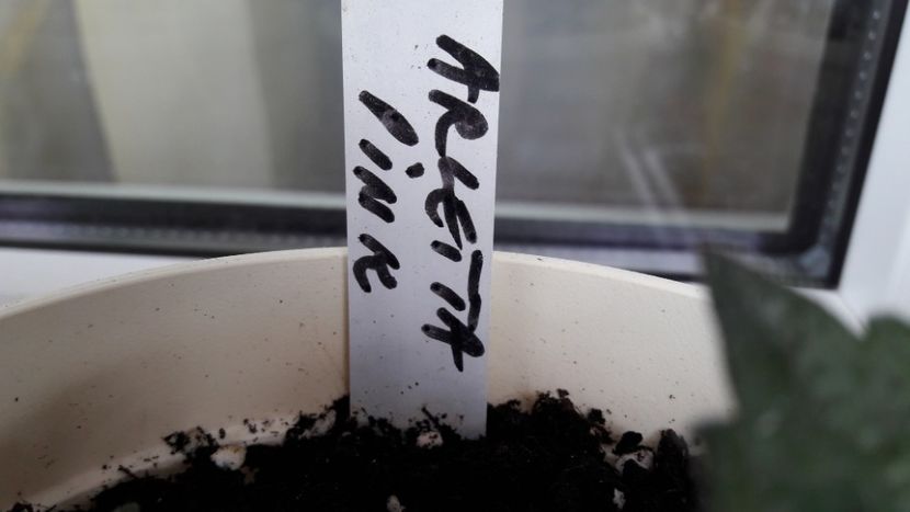  - 02 Povestea Arletei Pink