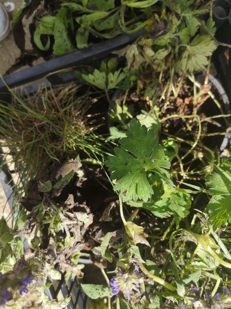  - Dianadia colet 23mai