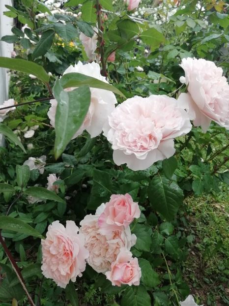 2019-24.05 - Rose de Tolbiac