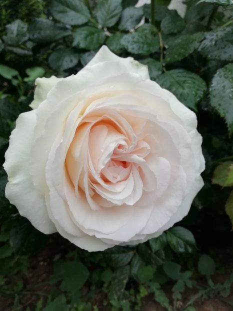 2019-24.05 - Palais royal