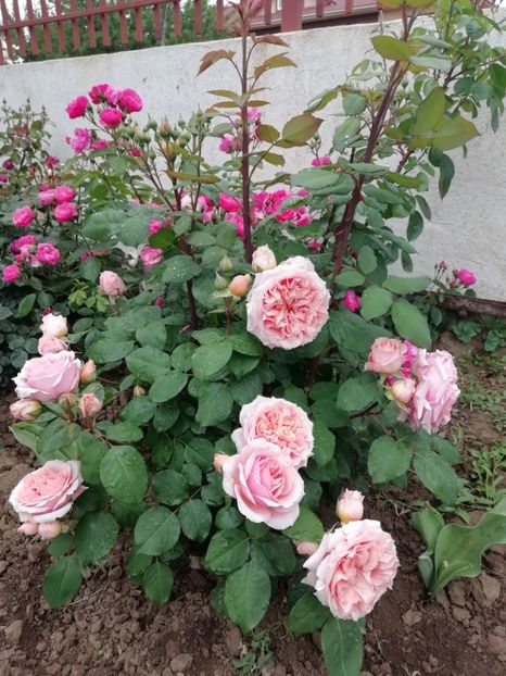 2019-24.05 - Festival de Jardin Chaumont