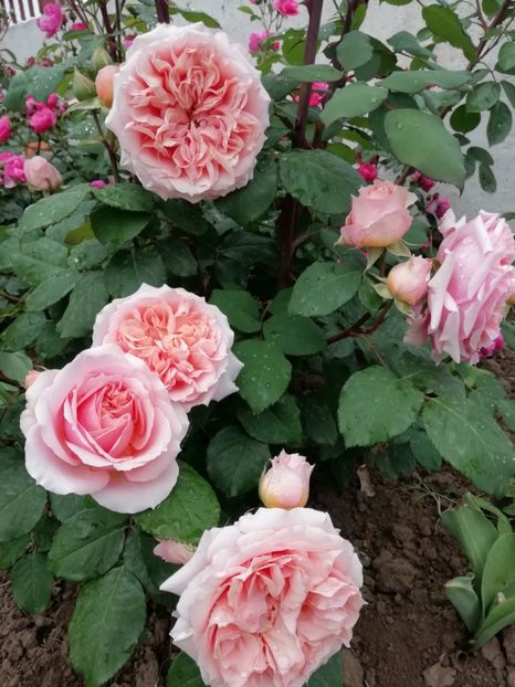 2019-24.05 - Festival de Jardin Chaumont