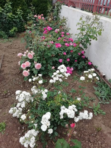 2019-24.05 - gradina 2019