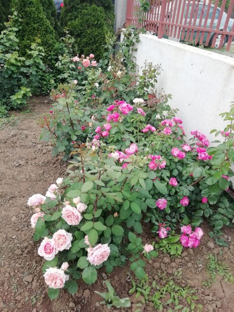 2019-24.05 - gradina 2019