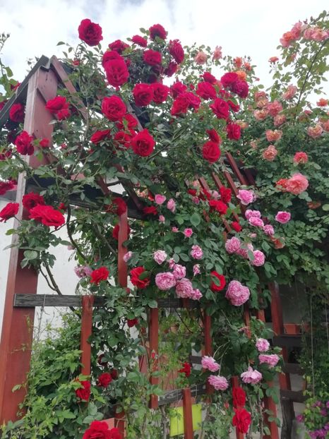 2019-24.05 - gradina 2019