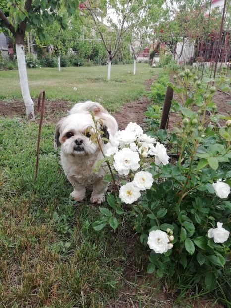 2019-24.05 - gradina 2019