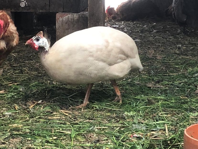 Varietatea-Buff dundotte - 00001Contact