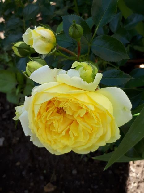  - De prin grădină!