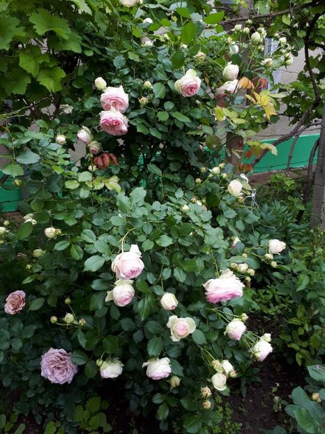  - De prin grădină!