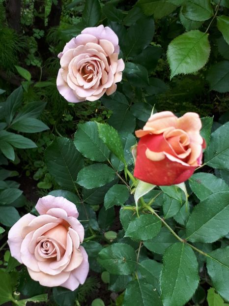  - De prin grădină!