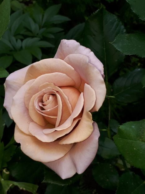  - De prin grădină!