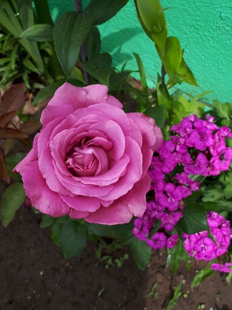  - De prin grădină!