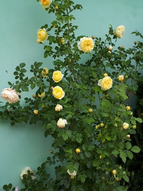  - De prin grădină!