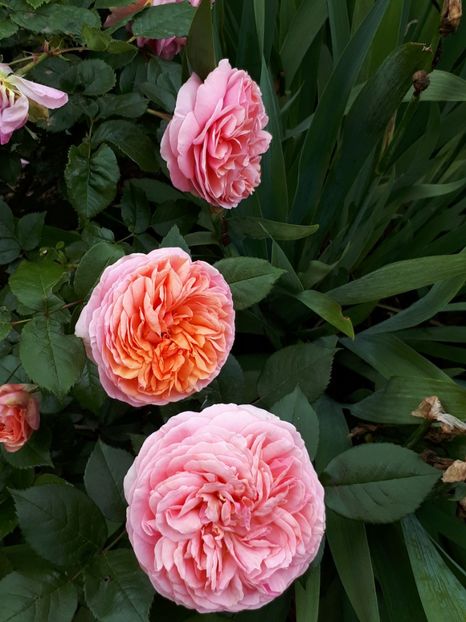  - De prin grădină!