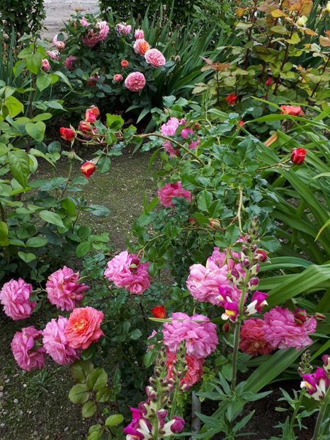  - De prin grădină!