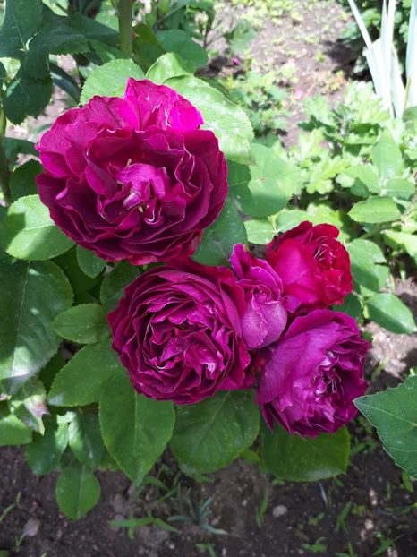  - De prin grădină!