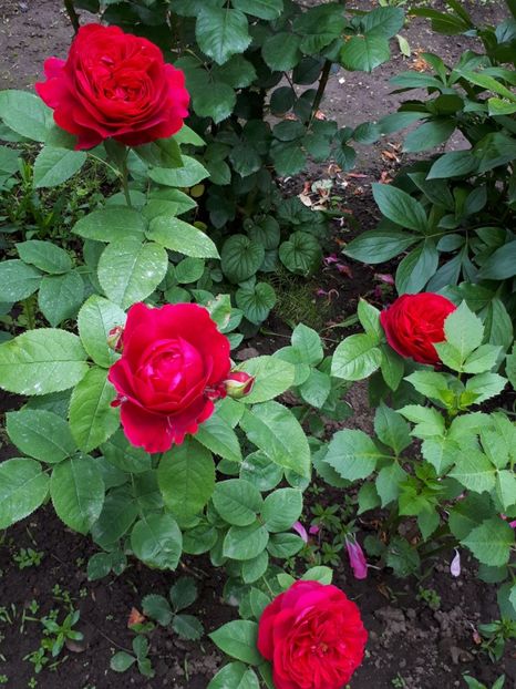  - De prin grădină!