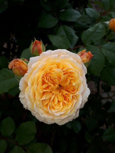  - De prin grădină!