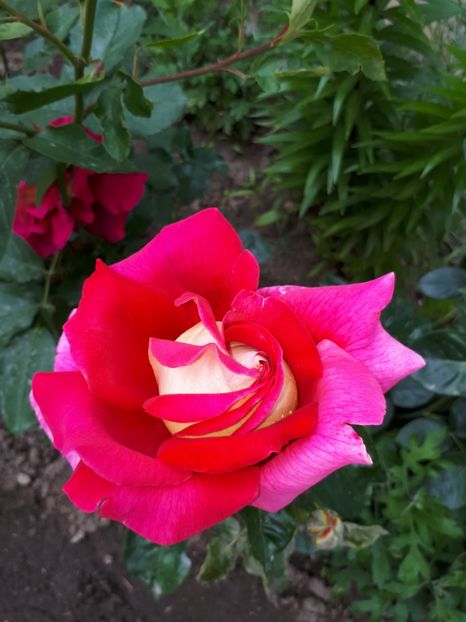  - De prin grădină!