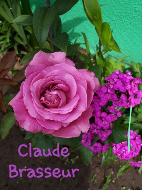  - De prin grădină!