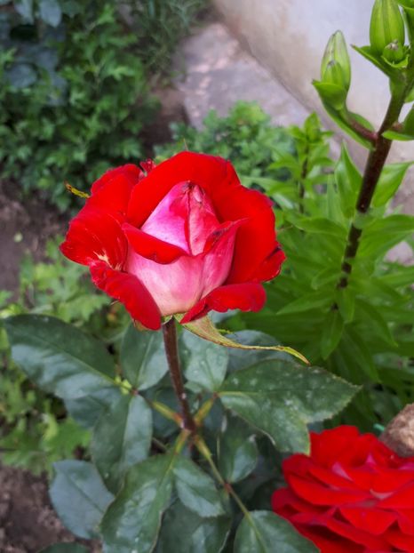  - De prin grădină!