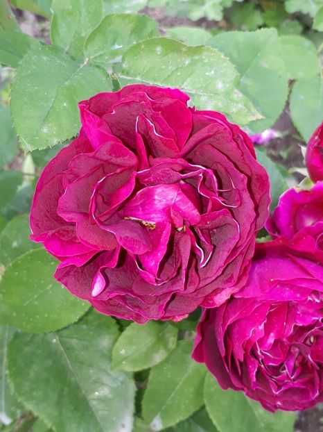  - De prin grădină!