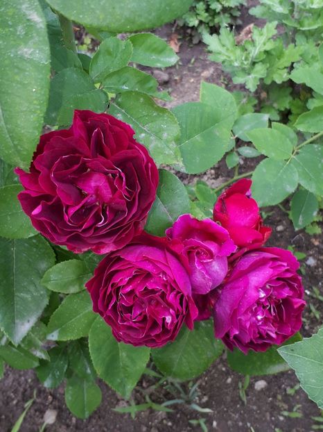  - De prin grădină!