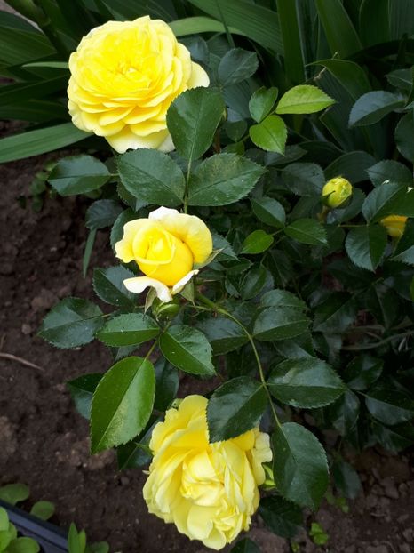  - De prin grădină!