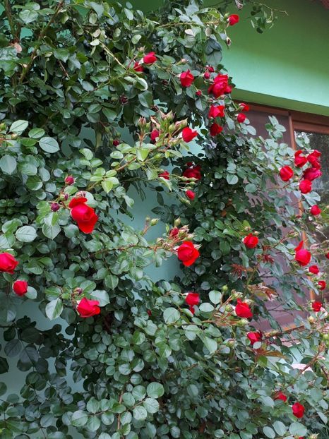  - De prin grădină!