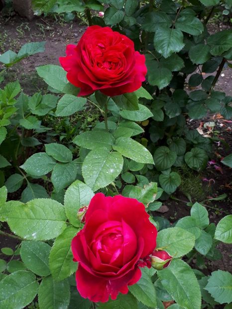  - De prin grădină!