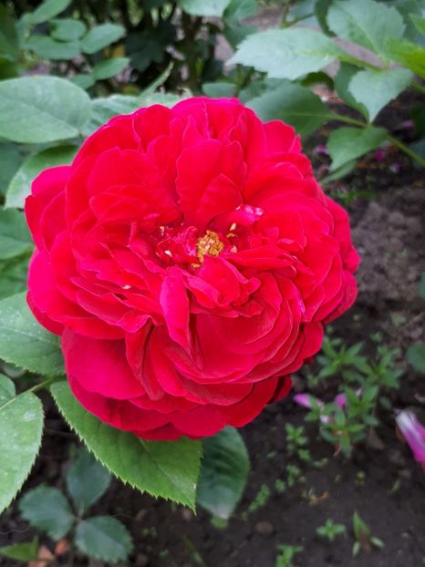  - De prin grădină!