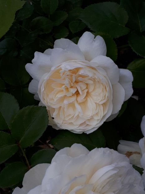  - De prin grădină!