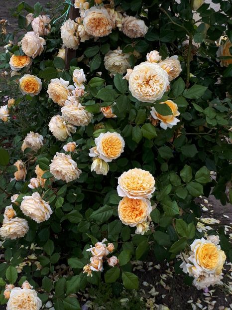  - De prin grădină!