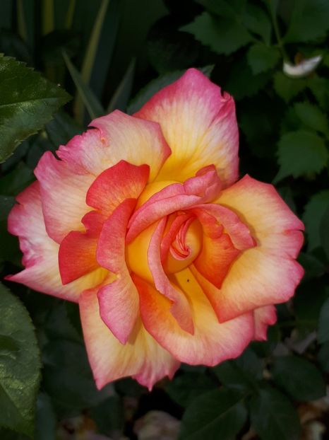  - De prin grădină!