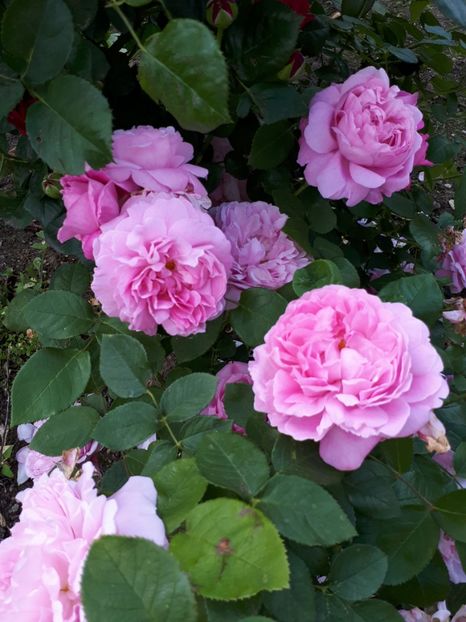  - De prin grădină!