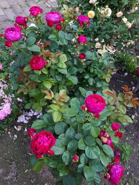  - De prin grădină!