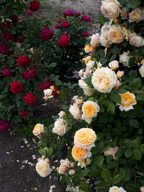  - De prin grădină!